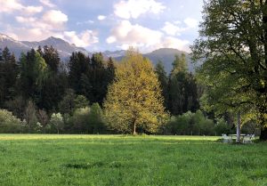 nussbaum auf feld in Osttirol