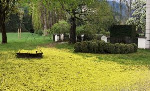 Frühling in Lienz mit Blüten