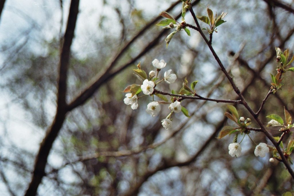 Kirschblüte